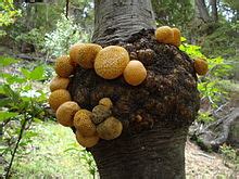 Fungi   Wikipedia, la enciclopedia libre