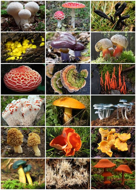 Fungi   Wikipedia