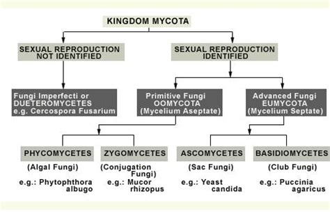 Fungi,classification of Fungi | Tutorvista.com