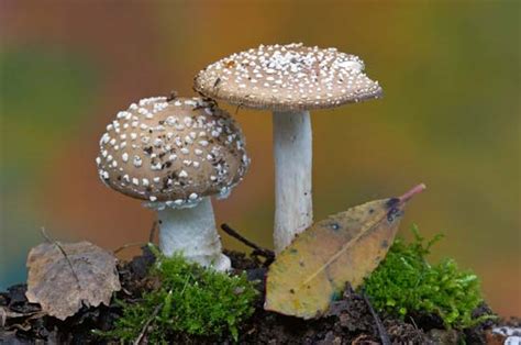 fungus | Definition, Characteristics, Types, & Facts ...