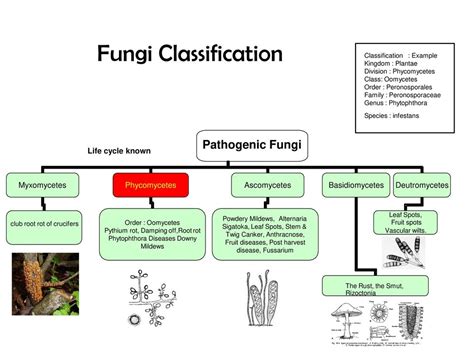 Fungus, Fungicides Classification & Activity Sudarshan ...