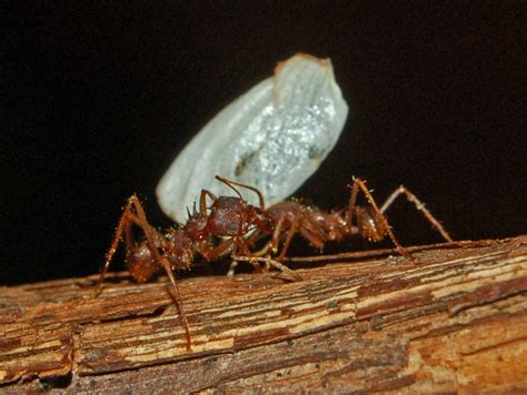 Fungus growing ants   Wikipedia