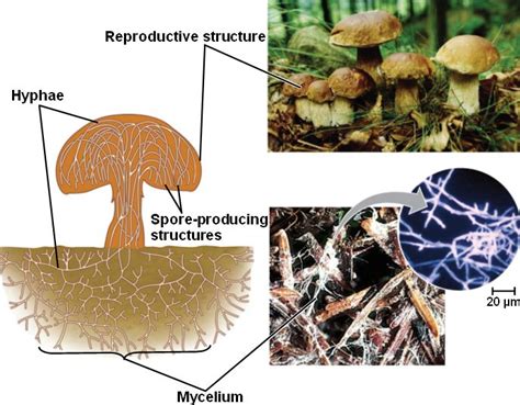 fungus structure.html 31_02FungusStructure.jpg