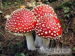 fungus Urdu Meaning