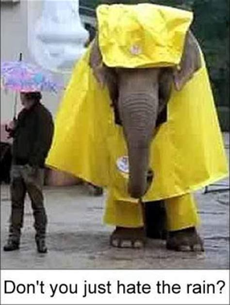 Funny and Wild Animals : Funny Animals in The Rain