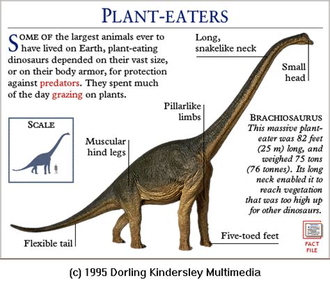 Funny Animal: Dinosaurs pictures and names