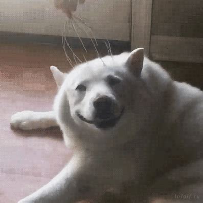 Funny animal gifs   part 243  10 gifs  | Amazing Creatures