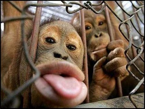 Funny Animals: Funny Monkey, Funny Monkey Faces