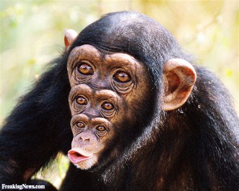 Funny Chimp Pictures   Freaking News