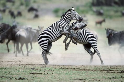 Funny Cool Pictures: Animal Fights