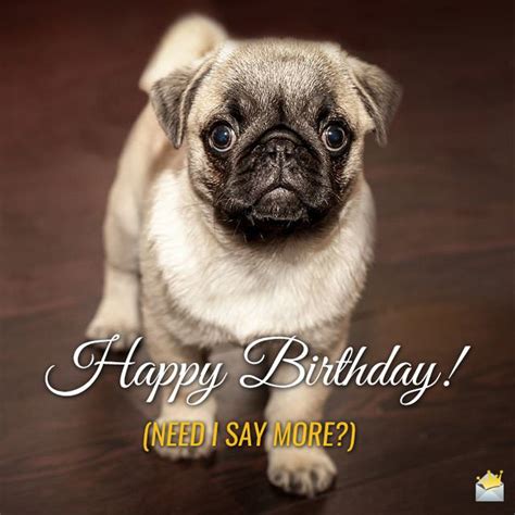 Funny Happy Birthday Animal Pictures