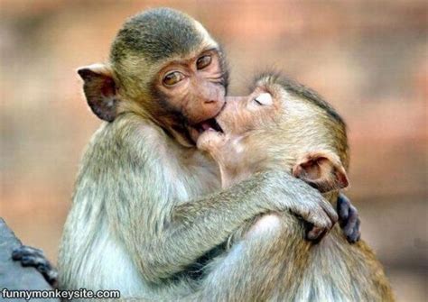 Funny Monkey Kiss Photos 2011 | Funny Animals