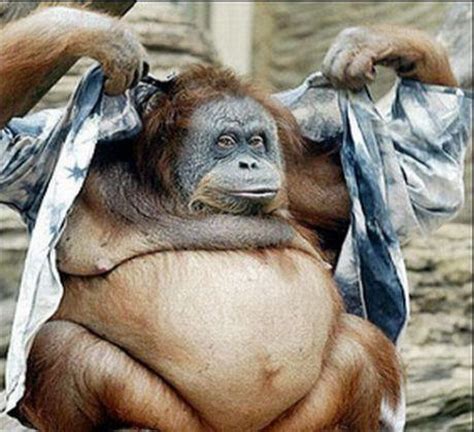 Funny Monkey pics |Funny & Amazing Images
