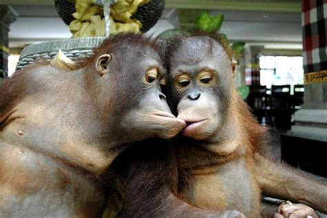funny picture two monkeys kissing | Cute Creations ...