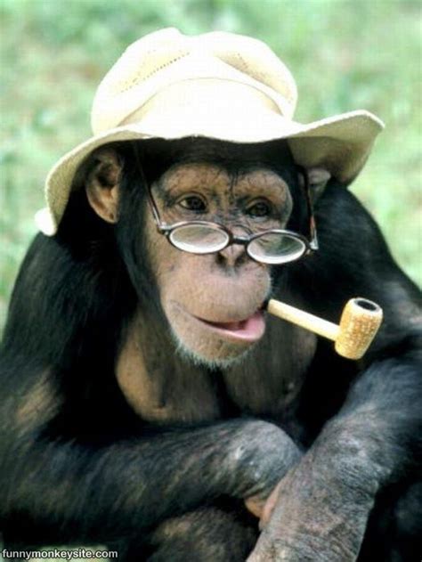 Funny Pictures Gallery: funny monkey pictures,funny monkey ...