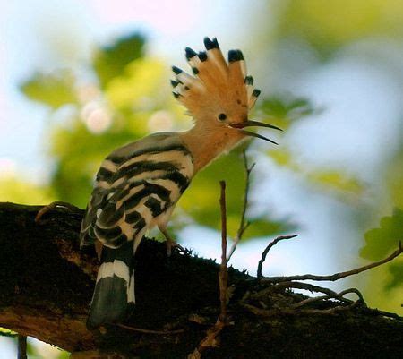 Funzug.com | Most Amazing Exotic Birds | Bird, Species ...
