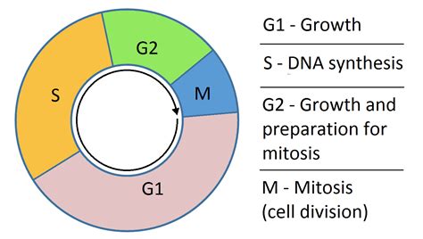 G1 and G2: What Happens in the Growth Phases of The Cell ...