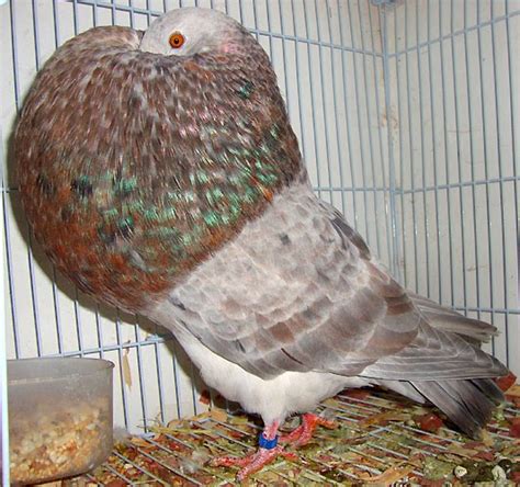 Gaditano Pouter Pigeon Pictures ~ ENCYCLOPEDIA OF PIGEON ...
