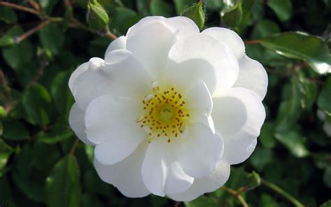 Galería de fotos de flores blancas. Fotos de flores blancas