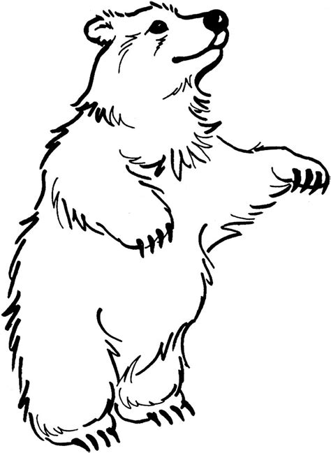Galería de imágenes: Dibujos de osos para colorear