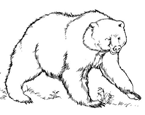 Galería de imágenes: Dibujos de osos para colorear