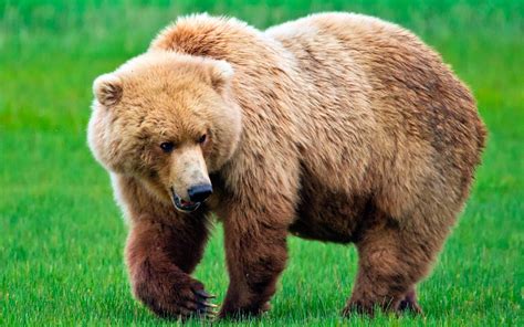 Galería de imágenes: Fotos de osos