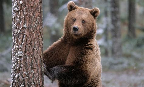 Galería de imágenes: Imágenes de osos