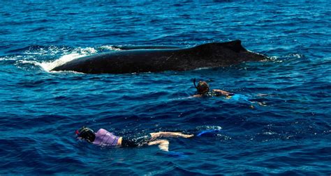 Galería de imágenes: Información básica sobre las ballenas