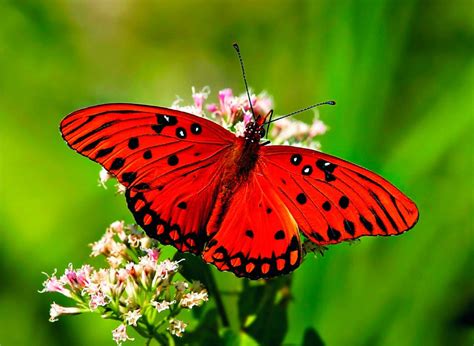 Galería de imágenes: Mariposas de colores