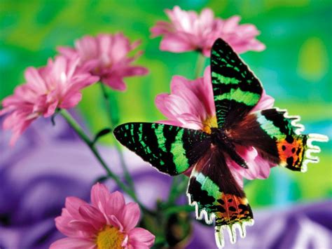 Galería de imágenes: Mariposas de colores