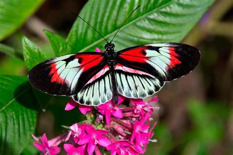 Galería de imágenes: Mariposas de colores