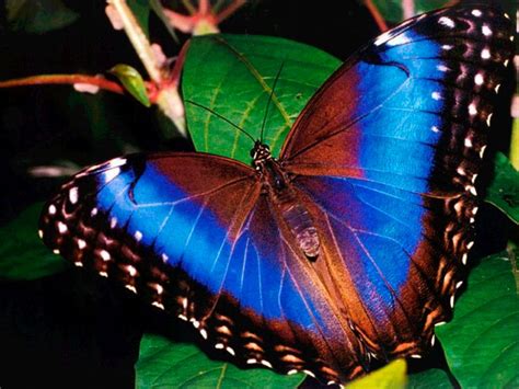 Galería de imágenes: Mariposas de colores