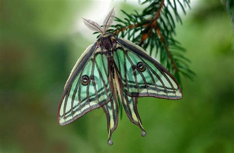 Galería de imágenes: Mariposas isabelinas