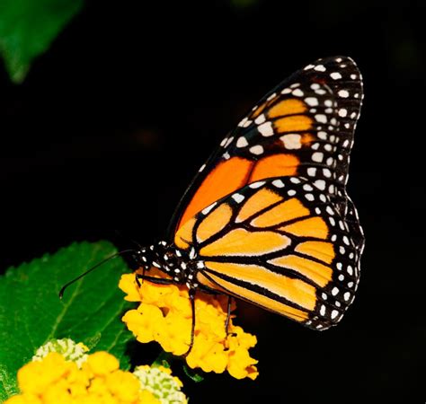 Galería de imágenes: Mariposas Monarca
