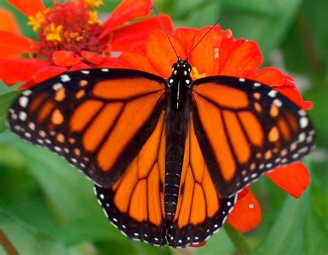 Galería de imágenes: Mariposas Monarca