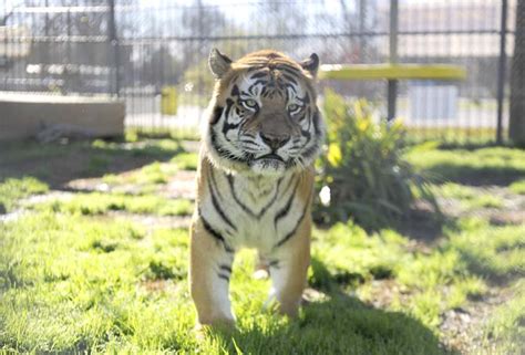 Gallery: Tony the Tiger | Multimedia | lsunow.com