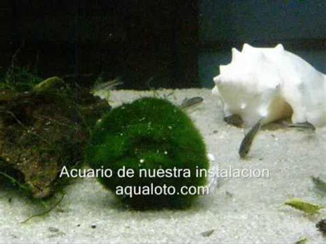 Gambarios, acuarios con gambas de agua dulce.www. aqualoto ...