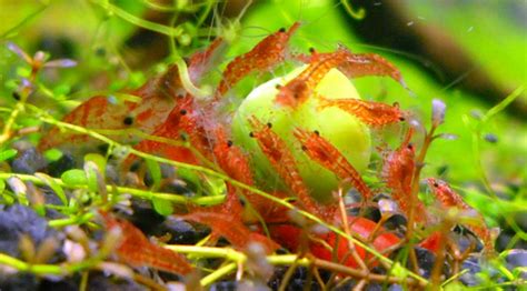 Gambas Red Cherry – gambas acuario