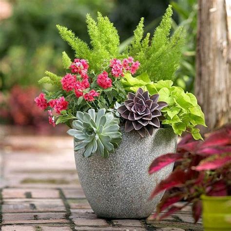 Garden ideas in autumn – bring your potted plants indoors ...