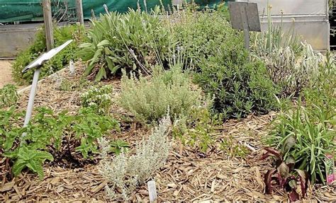 Gardeners  Dirt: Drying herbs for home grown goodness ...