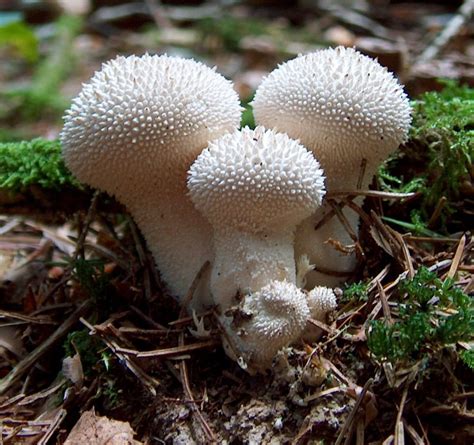 Gasteroid fungi   Wikipedia