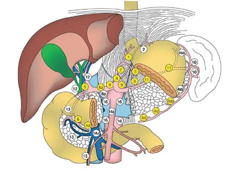 Gastric lymph node stations [91] | Download Scientific Diagram