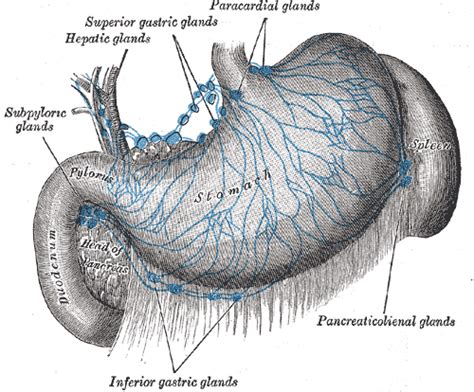 Gastric lymph nodes   Wikipedia