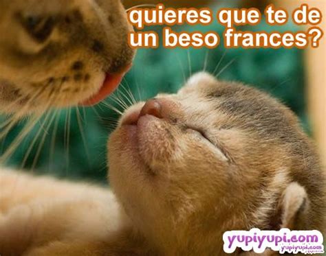 Gatito ofreciendo besos! | Yupiyupi