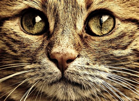 Gato Resaca Sepia · Foto gratis en Pixabay