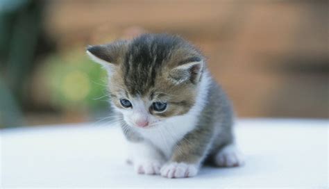 Gato tierno pequeño | GATITOS | Pinterest | Cat, Animal ...