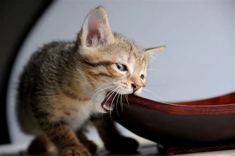 Gatos: alimentos para gatos | Pienso para gato | Alimento ...