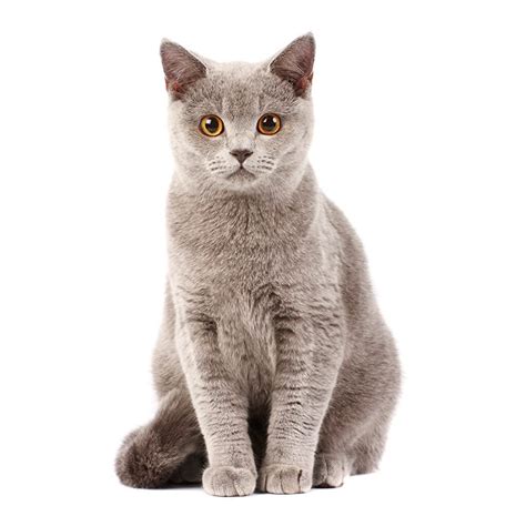 Gatos | Características de los gatos y Información sobre ...