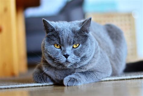 Gatos | Características de los gatos y Información sobre ...