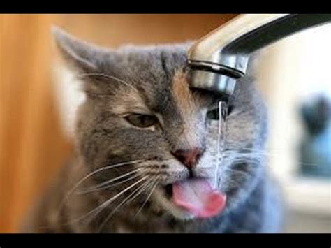 Gatos Chistosos Vagos Bebiendo Agua. Videos de Gatos ...